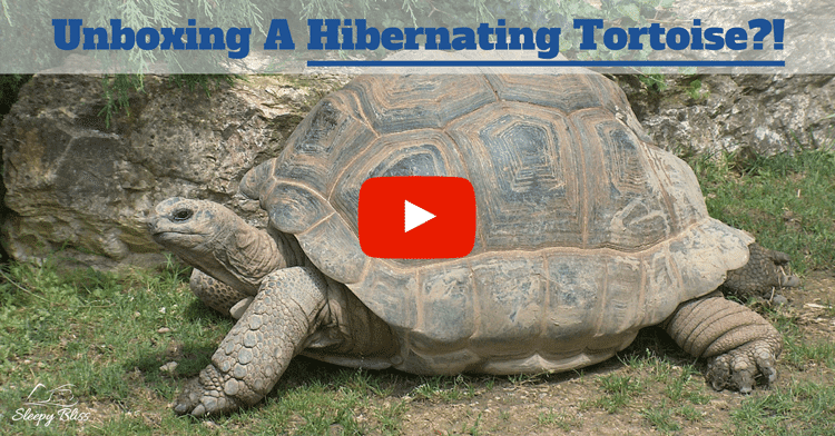 Unboxing A Hibernating Tortoise?!
