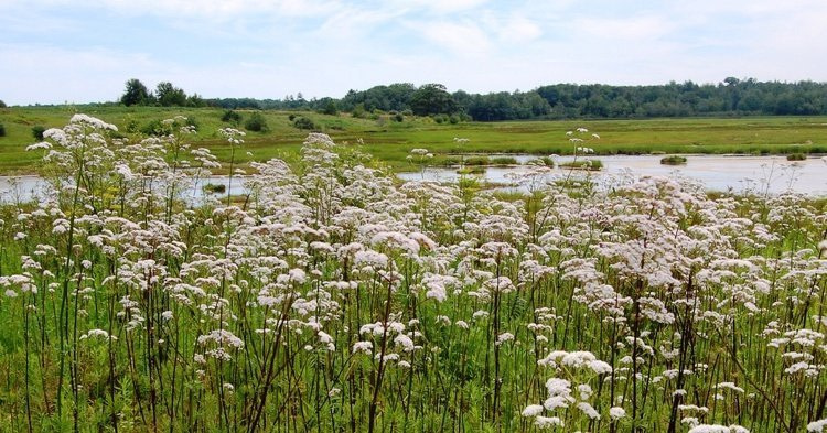 Best Brand Valerian Root Extract Best Brand Valerian Root Extract