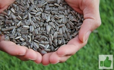 Sunflower Seeds - The Best Foods For Getting A Good Night's Sleep Sunflower Seeds - The Best Foods For Getting A Good Night's Sleep