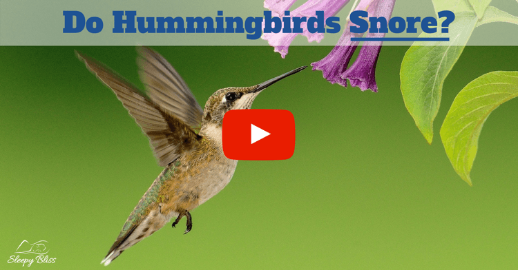 Do Hummingbirds Snore?