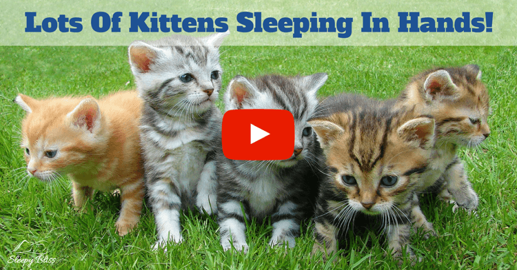Lots Of Kittens Sleeping In Hands!